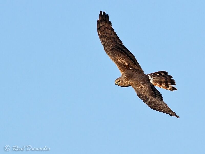 Montagu's Harrier female adult, Flight