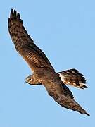 Montagu's Harrier