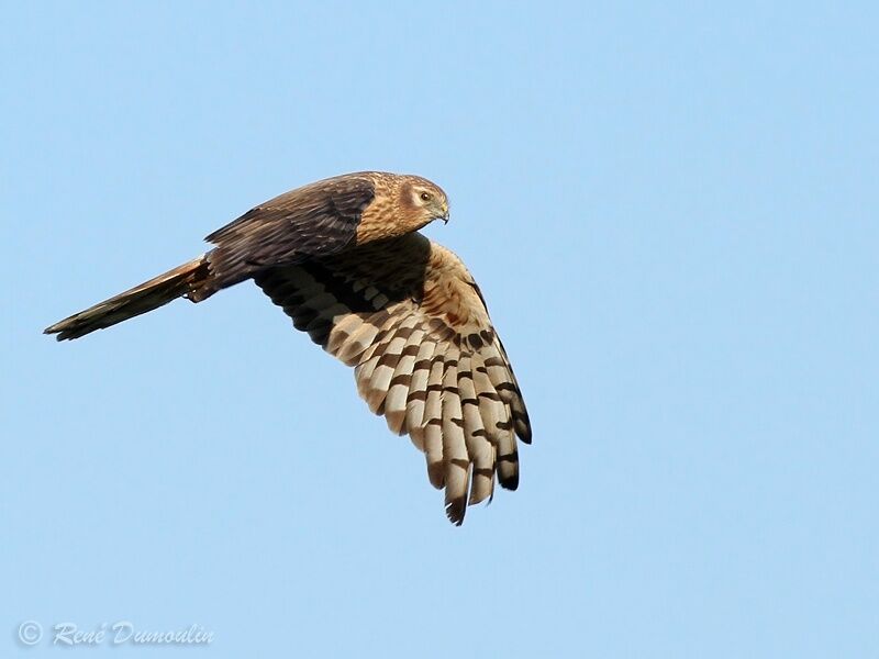 Montagu's Harrier female adult, Flight