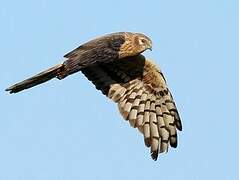 Montagu's Harrier