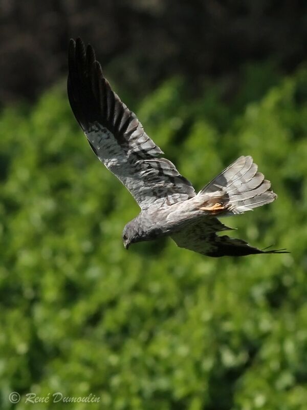 Montagu's Harrieradult, Flight