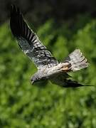 Montagu's Harrier