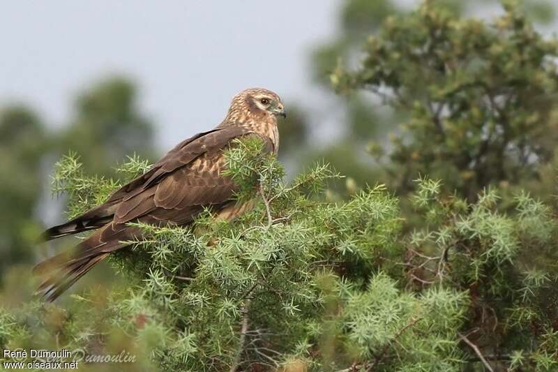 Montagu's Harrier female adult, identification