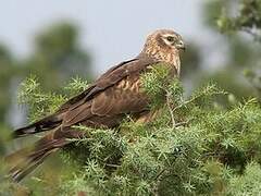 Montagu's Harrier