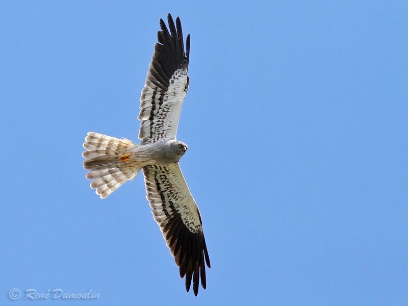 Montagu's Harrier male adult, Flight