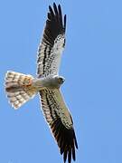 Montagu's Harrier