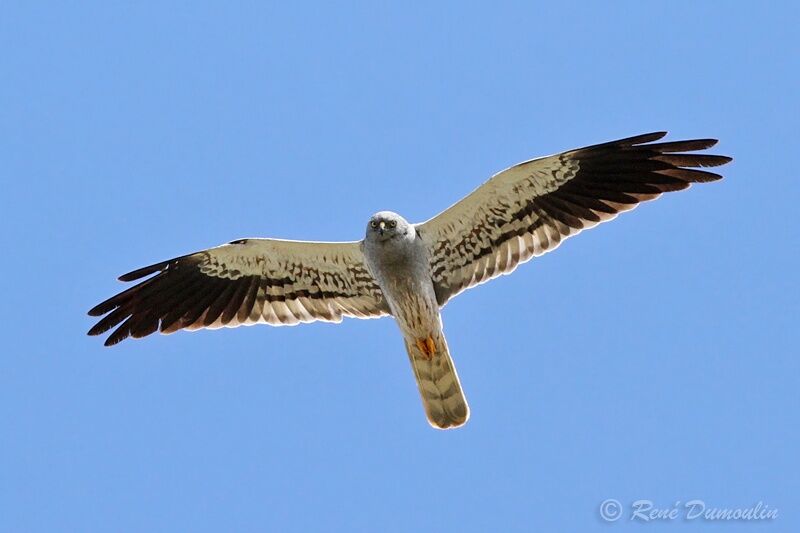 Montagu's Harrier male adult, Flight