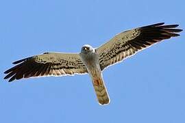 Montagu's Harrier