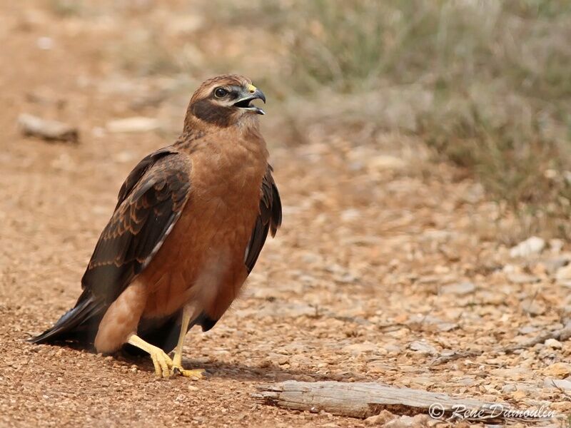 Montagu's Harrierjuvenile, identification