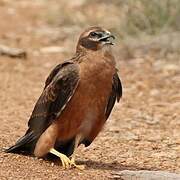 Montagu's Harrier