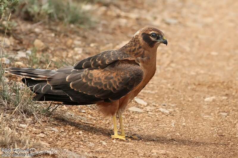 Montagu's Harrierjuvenile, identification