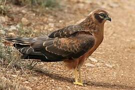 Montagu's Harrier