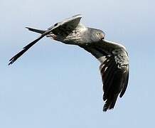 Montagu's Harrier