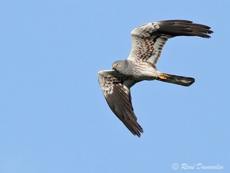 Montagu's Harrier male adult, Flight