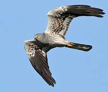 Montagu's Harrier