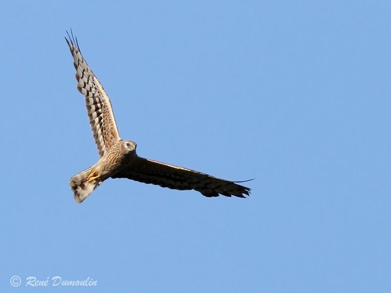 Montagu's Harrier female adult, Flight