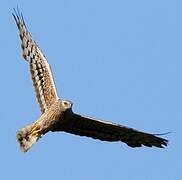 Montagu's Harrier