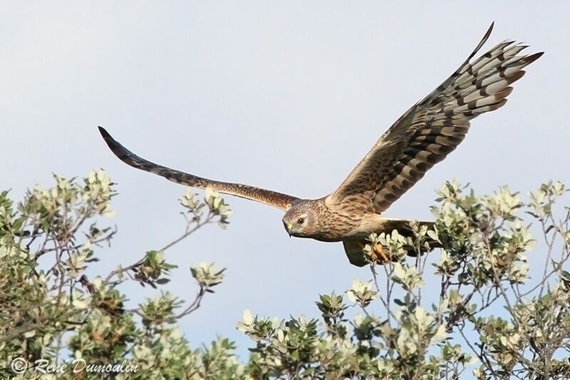 Montagu's Harrier female adult, Flight