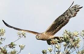 Montagu's Harrier