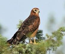 Montagu's Harrier