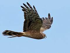 Montagu's Harrier