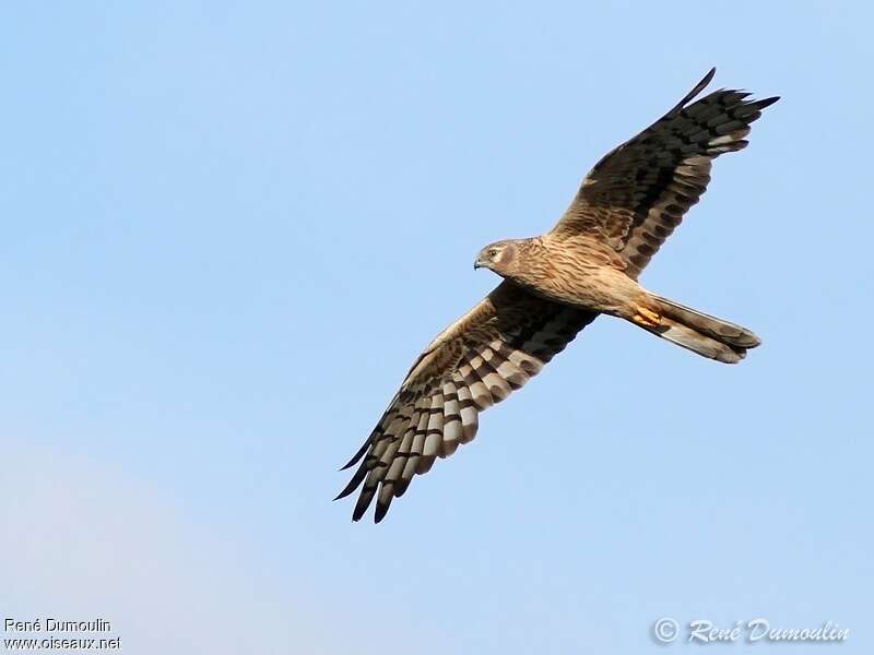 Montagu's Harrier female adult, pigmentation, Flight