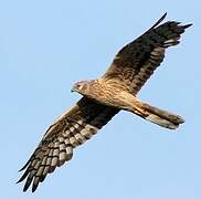 Montagu's Harrier