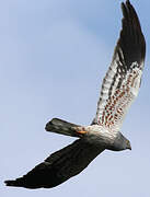 Montagu's Harrier