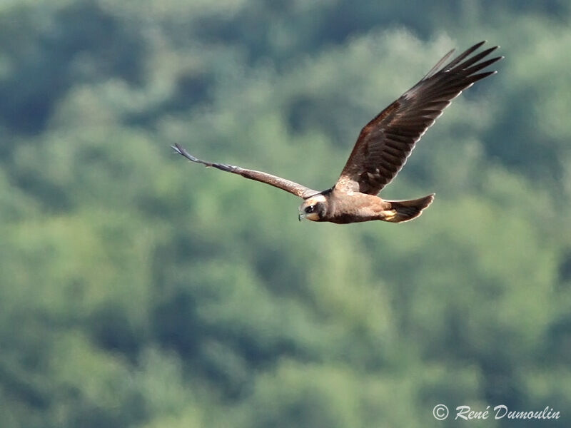 Western Marsh Harrierjuvenile, Flight