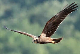 Western Marsh Harrier