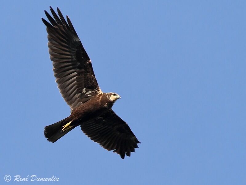 Western Marsh Harrier female immature, Flight