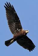 Western Marsh Harrier