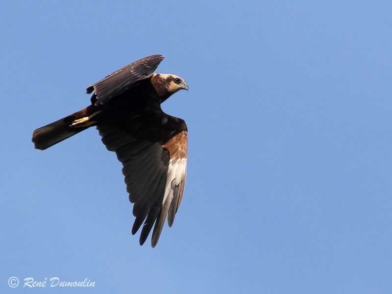 Western Marsh Harrierjuvenile, Flight