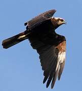 Western Marsh Harrier