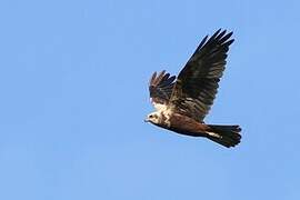 Western Marsh Harrier