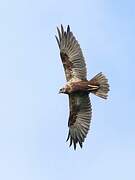 Western Marsh Harrier