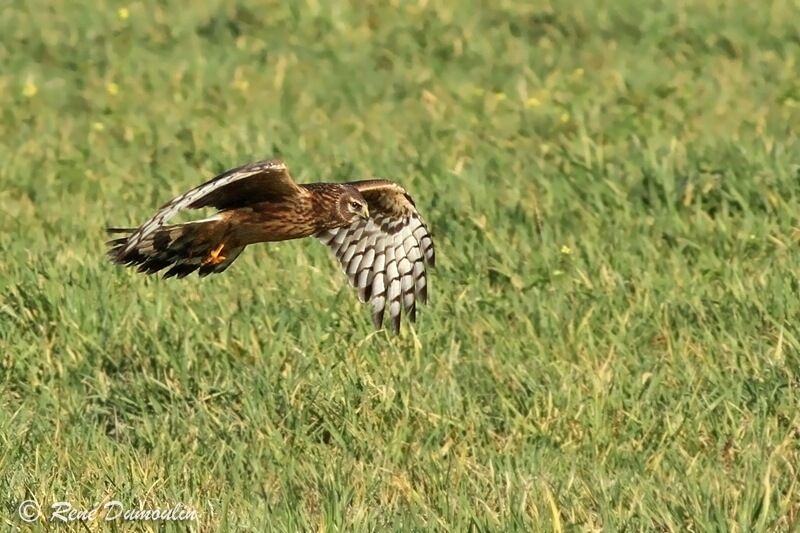 Hen HarrierFirst year, Flight