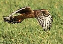 Hen Harrier