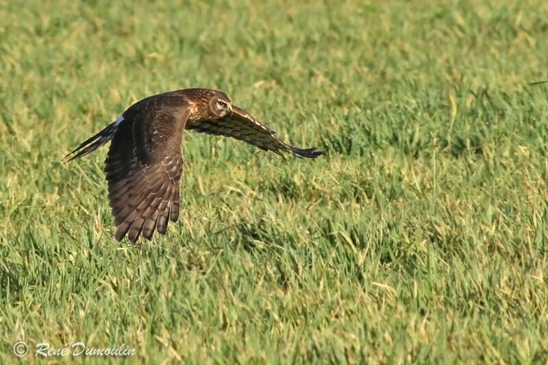 Hen HarrierFirst year, Flight