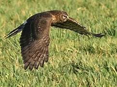 Hen Harrier