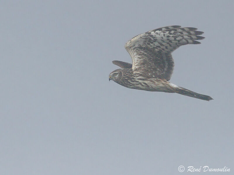 Hen Harrier female