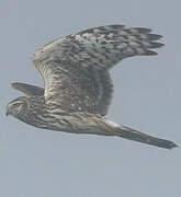 Hen Harrier