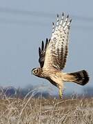 Hen Harrier