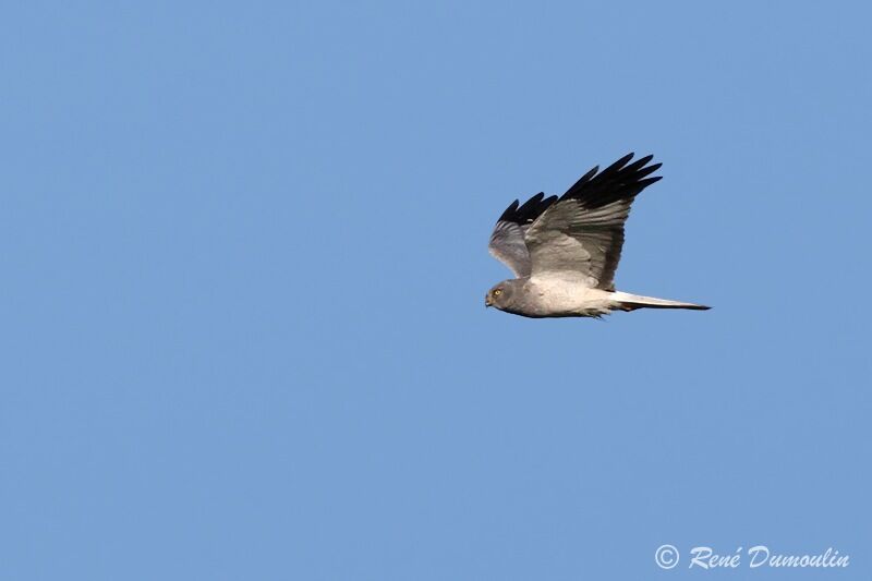 Hen Harrier male adult, Flight