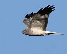 Hen Harrier