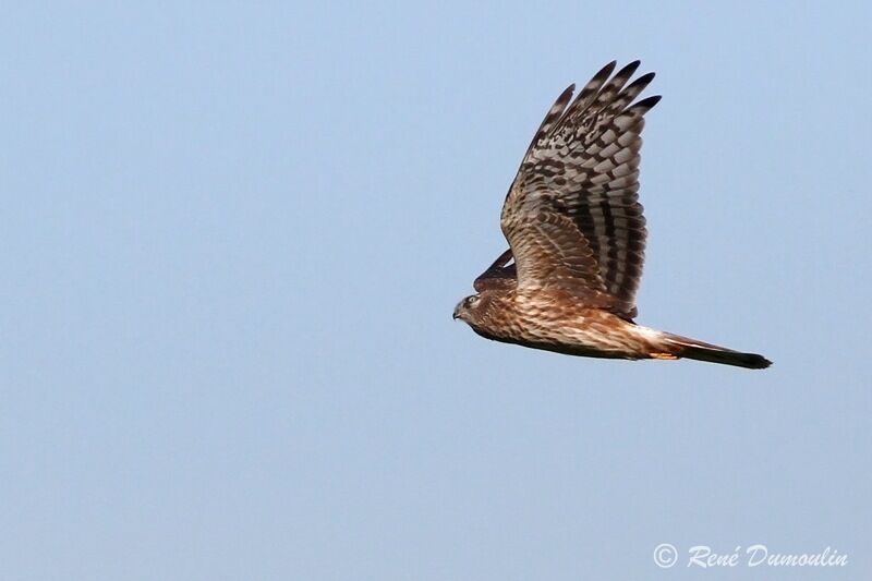 Hen Harrierimmature, Flight