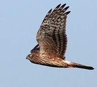 Hen Harrier