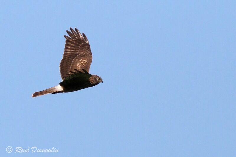 Hen Harrierjuvenile, Flight