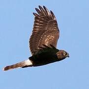 Hen Harrier