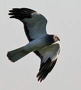 Hen Harrier